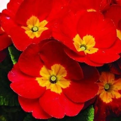 Primrose Flower Red - Heirloom, Non - Gmo Seeds