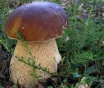 Gourmet Mushroom Agaricus spp. spores for planting