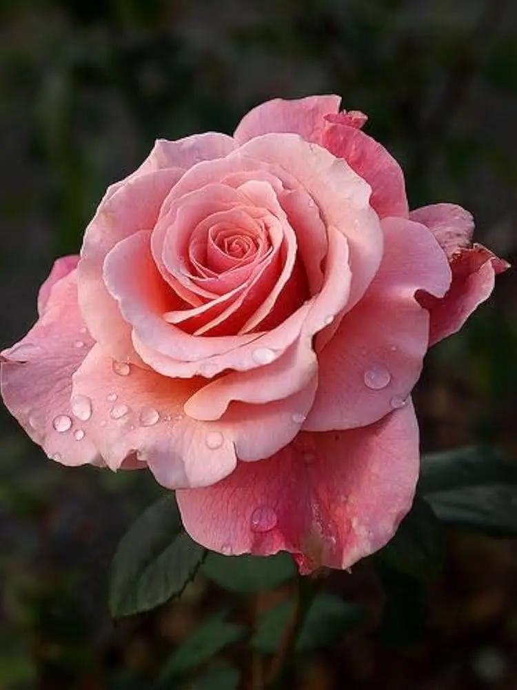 Rose Salmon Pink Flower Seeds for Planting – Heirloom & Non-GMO Garden Seeds, Vibrant Blooms Dhara Seeds