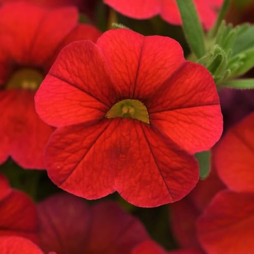 Red Calibrachoa Flower - Heirloom, Non - Gmo Seeds