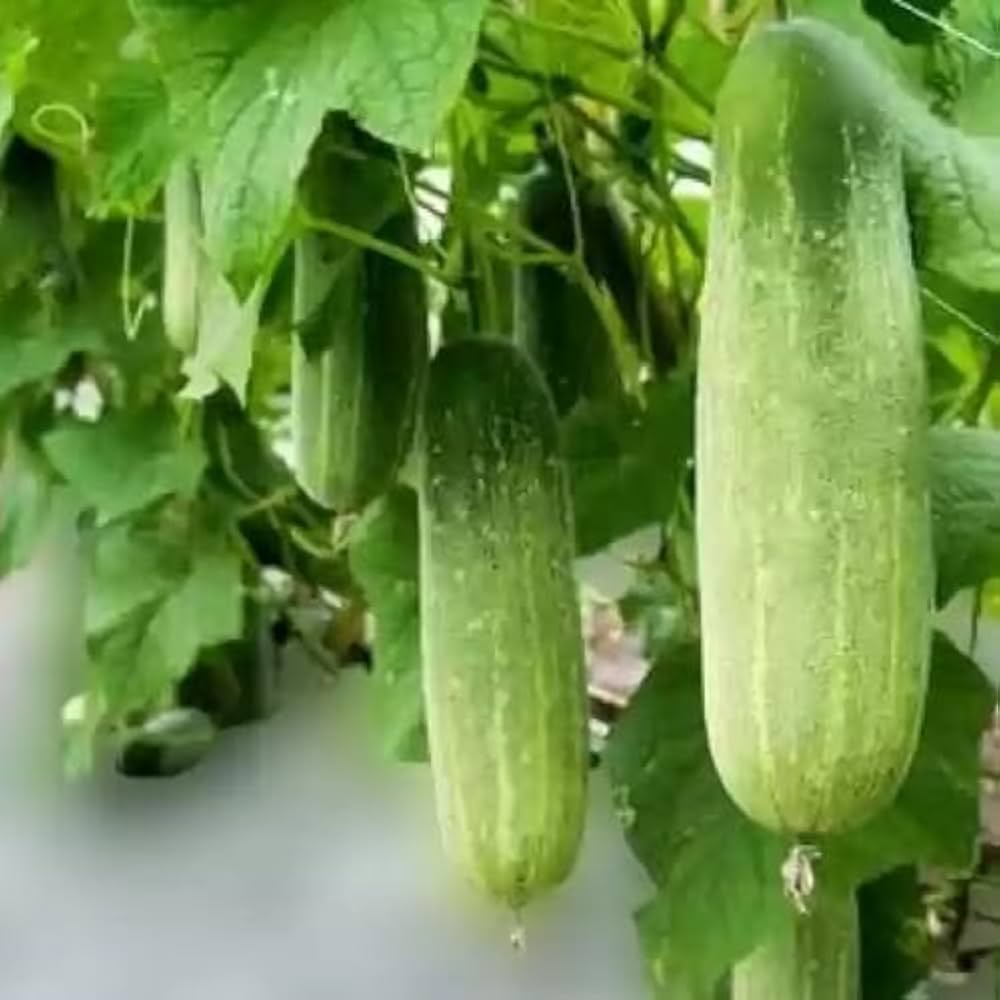 Thai Cucumber Cucumis sativus Seeds for Planting in Urban Garden and Vegetable Patch