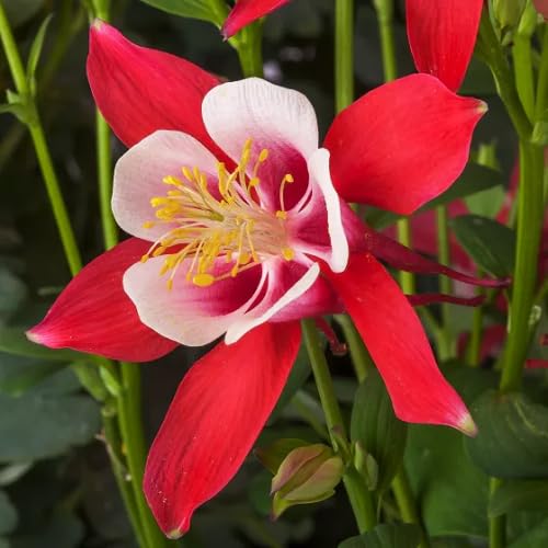 Red White Aquilegia Flower - Heirloom, Non - Gmo Seeds