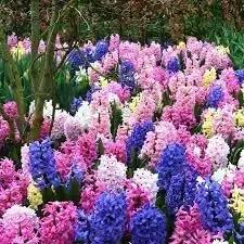 Hyacinth Flower Seeds for Garden Planting - NON GMO Seeds Dhara Seeds