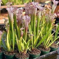 Heirloom Non-GMO Carnivorous Plant Seeds for Planting – Unique Insect-Eating Flower Seeds