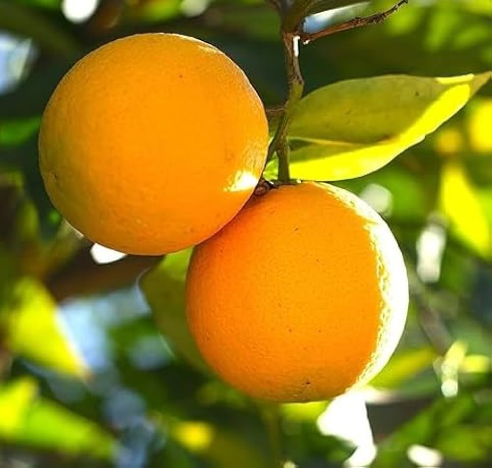 Orange fruit tree – Citrus spp. – for planting in home garden