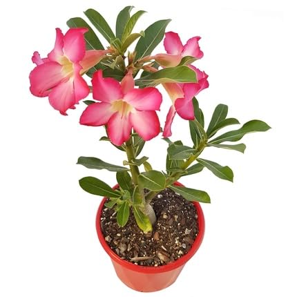 Adenium Flower