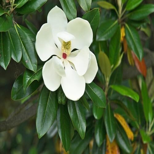 White Magnolia Flower - Heirloom, Non - Gmo Seeds
