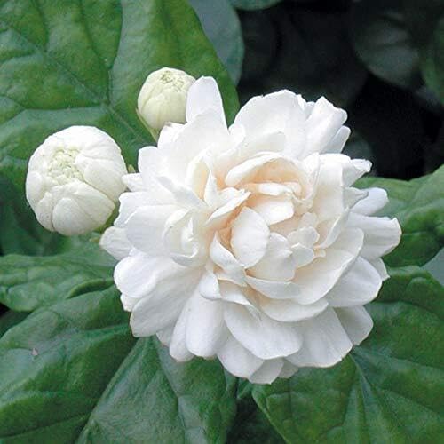 White Jasmine Flower - Heirloom, Non - Gmo Seeds