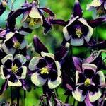 Columbine William Guinness (Aquilegia spp.) seeds for bulk planting