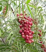 Red Peppercorn Tree Heirloom Non Gmo Image