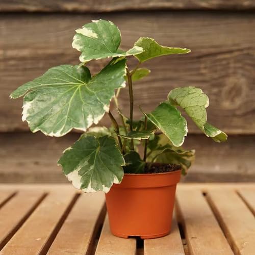 Scutellaria Green - Heirloom, Non - Gmo Seeds