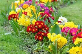 Primula Flower - Heirloom, Non - Gmo Seeds