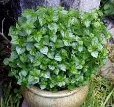 Peperomia Pellucida Rau Cang Cua Plant Seeds for Planting - NON GMO Seeds Dhara Seeds