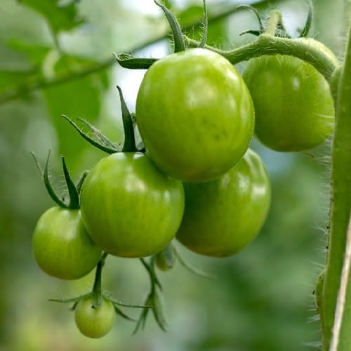 Green Tomato