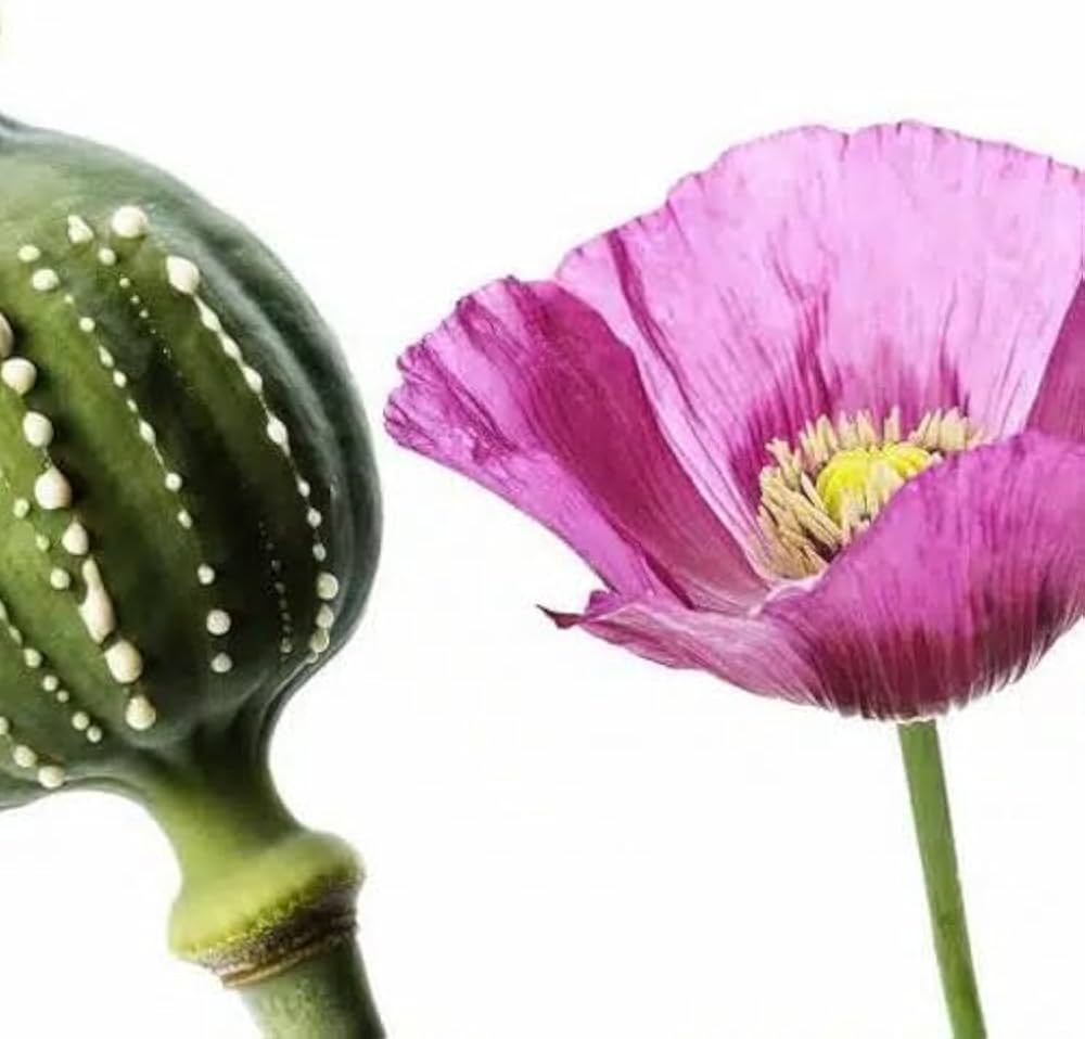 Mohnblumensamen Papaver somniferum Flower Seeds for Planting in Garden and Wildflower Bed
