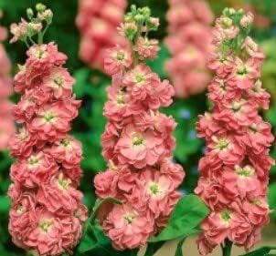 Peach Matthiola Incana Flower Seeds for Planting – Heirloom, Non-GMO, Organic Blooms