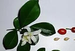 Green Murraya Planting Seeds for Garden - heirloom & Non GMO Seeds Dhara Seeds