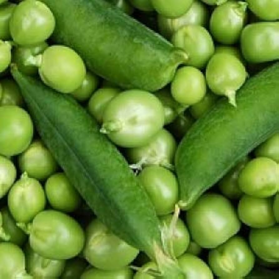 Early Frosty Pea (Pisum sativum) for planting in vegetable patch
