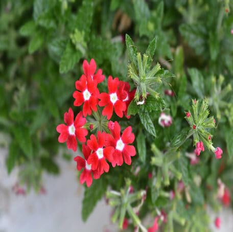 Red Verbena Flower - Heirloom, Non - Gmo Seeds