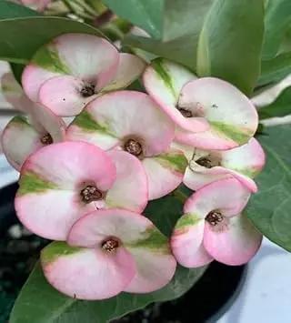 Organic Mixed Crown of Thorns Plant Seeds for Planting – Heirloom, Non-GMO Dhara Seeds