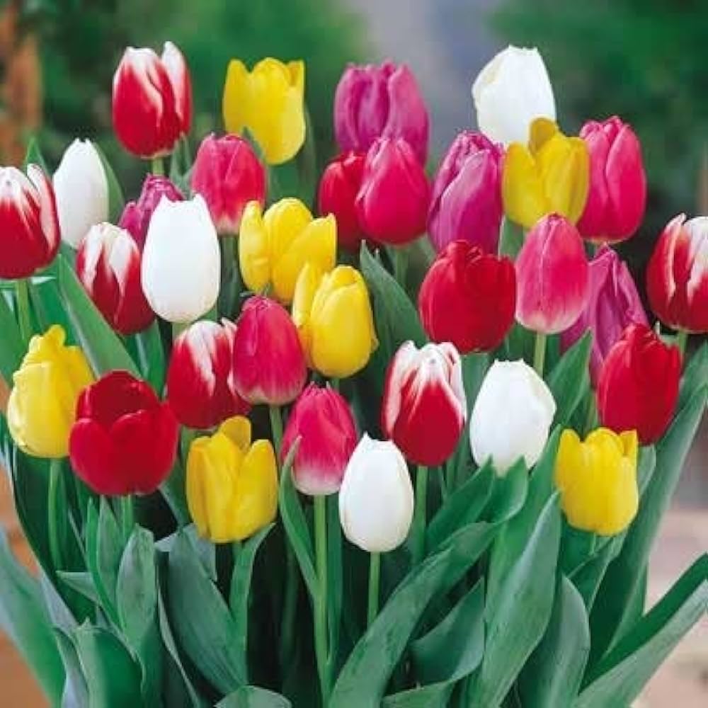 Tulip Tulipa Gesneriana Double Flower Seeds for Planting – Rare Perennial Bonsai Variety for Indoor Pots | Pcs