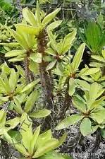 Green Euphorbia Duranii Plant Seeds for Planting - NON GMO Seeds Dhara Seeds