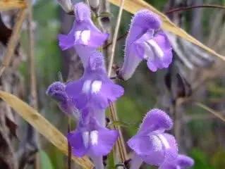 Blue Scutellaria Baicalensis Flower Seeds for Planting NON GMO Seeds Dhara Seeds