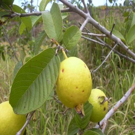 Yellow Psidium Cattleianum Fruit - Heirloom, Non - Gmo Seeds