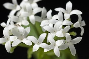 Woodruff Flower Seeds for Planting - 100 seeds for planting in home garden
