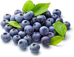 Blueberry Vaccinium corymbosum for planting in home orchard