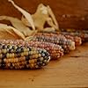 Corn Colorful Zea mays vegetable seeds for planting in backyard garden or home garden