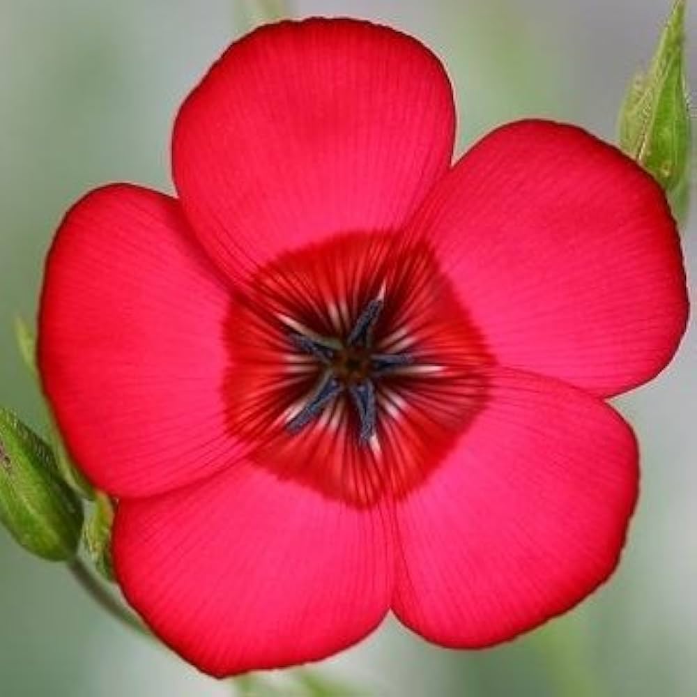 Scarlet Flax Flower Seeds Drought Tolerant