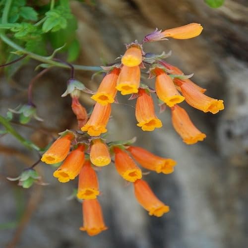 Orange Eccremocarpus Flower - Heirloom, Non - Gmo Seeds