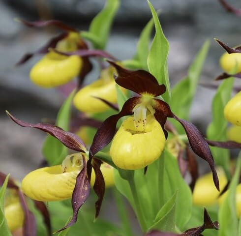 Yellow Cypripedium Flower - Heirloom, Non - Gmo Seeds