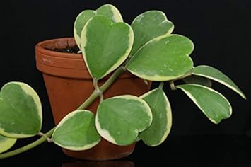 Heirloom Non-GMO Green Hoya Kerrii Flower Seeds for Garden Planting – Heart-Shaped Blooms for planting in your garden.