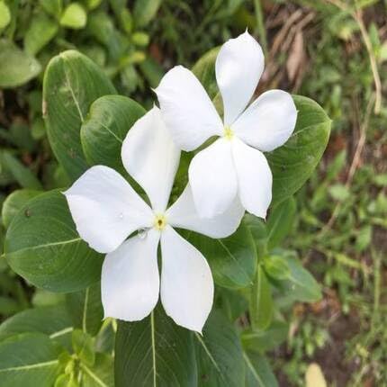 White Vinca Flowers - Heirloom, Non - Gmo Seeds