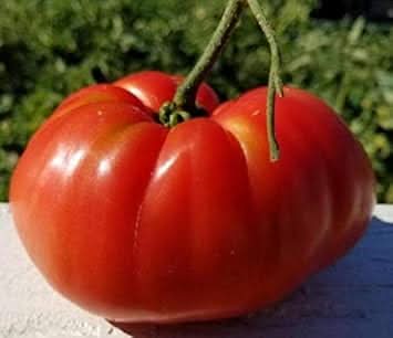 Giant Red Tomato Seeds for Planting - heirloom & Non GMO Seeds