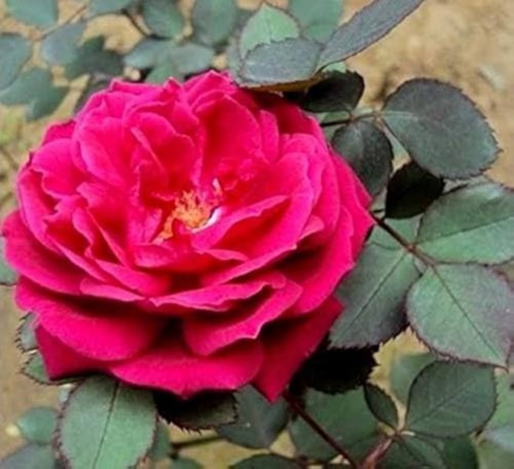 Mini Rose Seeds – Seeds, Mix Colors