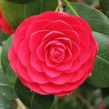 Red Camellia Flower Seeds for Planting – Organic, Heirloom, Non-GMO Seeds Dhara Seeds