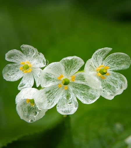 White Diphylleia Flower - Heirloom, Non - Gmo Seeds