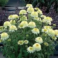 Vanilla Echinacea Flower Seeds for Planting - Heirloom, Non-GMO Seeds for Home Garden Dhara Seeds