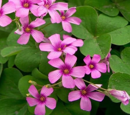 Oxalis Flower - Heirloom, Non - Gmo Seeds