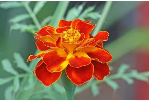 Multi-Colored Marigold Flower Seeds - 100 pcs