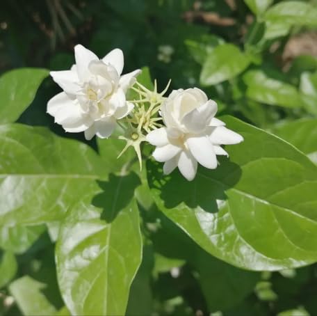 White Jasmine Flower
