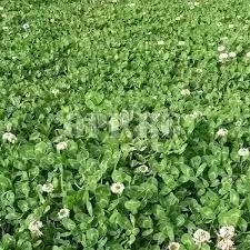 New Zealand Clover Seeds for Planting - NON GMO Seeds Dhara Seeds