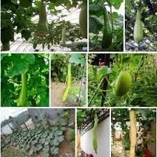 Dicotyledons Melon  Seeds for Planting - Growing Unique Melon Varieties,Heirloom & Non-GMO Seeds