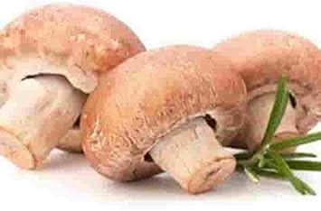 Mushroom Vegetable Seeds for Planting – Brown and White Mix
