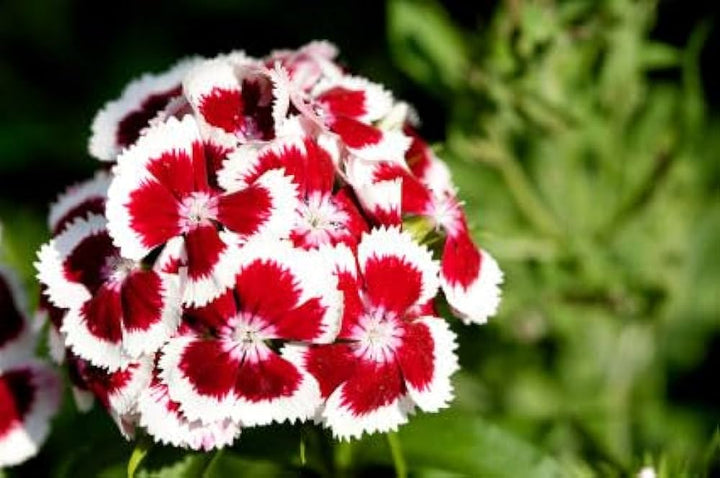 Dianthus Red White Flower Seeds – Heirloom, Non-GMO Seeds for Planting Colorful Garden Blooms