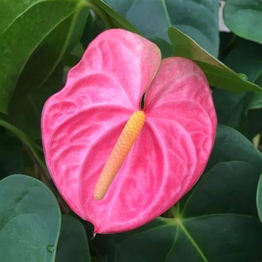 Rare Pink Anthurium Seeds,