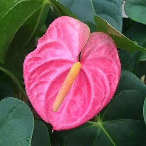 Heirloom Non-GMO Anthurium Andraeanum Flower Seeds for Planting – Pink Tropical Blooms Dhara Seeds